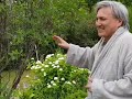 Сагиев Эдуард показывает свой сад. 21.07.2018г