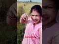 Dhaan ki katai shuru 🙂😘😍#dhaan #dhaan_ki_kheti #short #shorts #youtubeshorts #viralsvideo
