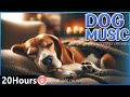 Musique apaisante pour chiensmusique antisparation pour soulager lanxitchien qui sendor