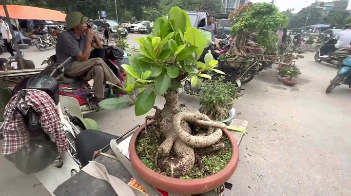 65 TRIỆU Ạ - BÁO GIÁ NHIỀU CỐT HAY RA CHỢ VẠN PHÚC - GIÁ NÀY CÓ HỢP LÝ?