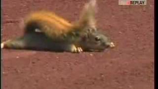 Squirrel takes over baseball game screenshot 2