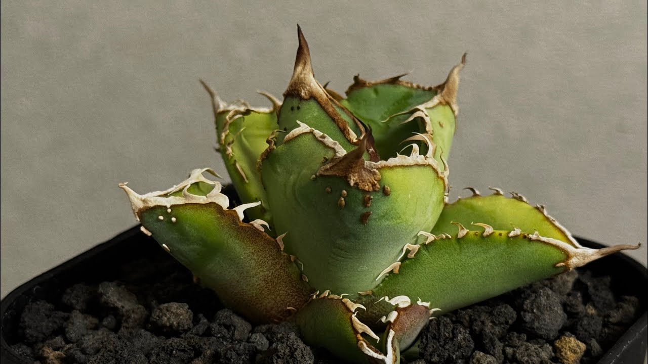アガベ・チタノタ 星空/台湾agave cho産（芽）-004｜agave titanota