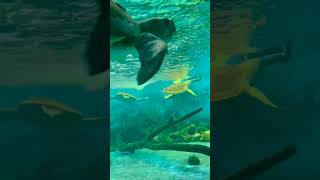 How Turtles Breathe Through Their Rear Ends The Astonishing World Of Cloacal Respiration