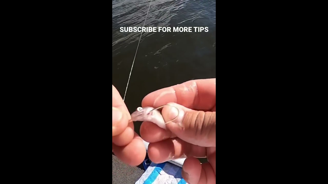 How I Hook My Minnows For Crappie Fishing Shorts