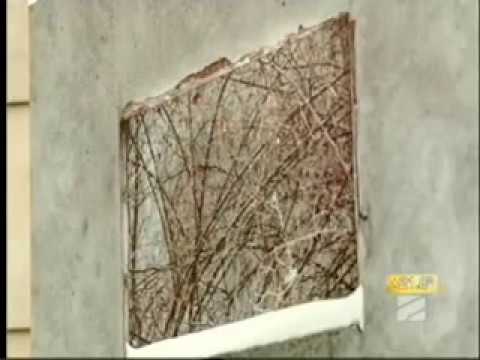 ბიომრავალფეროვნების დღე