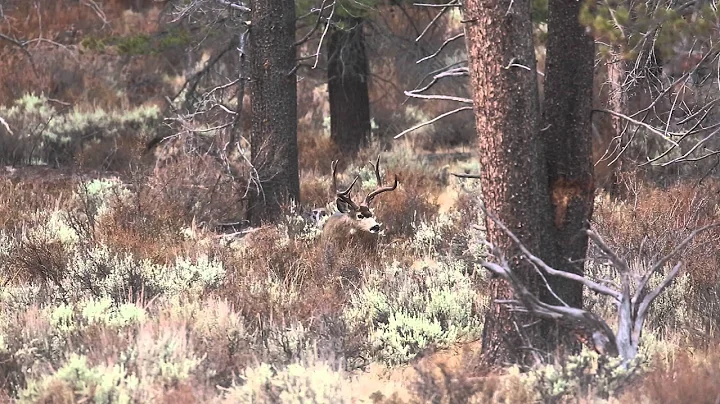 Mule Deer wildlife photagraphy