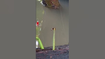 Nhìn cách ăn là biết rô mề rồi #câucárôđồng