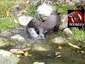 My mink catching a rat underwater!
