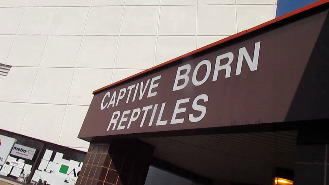 video phone beyonce mp3 CBR