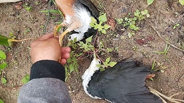 Cuab qaib liag ต่อนกกวักเข้าดีมาก26/03/2019