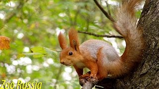 Squirrel Jumps Out of Garbage Can to Scare Woman - Funny Video