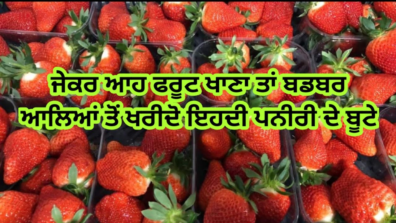 🍓 ਸਟਰਾਬੇਰੀ ਦੇ ਬੂਟਿਆਂ ਦੀ ਪਨੀਰੀ ਖਰੀਦੋ। ਜਵੰਦਾ ਕੁਦਰਤੀ ਖੇਤੀ ਫਾਰਮ। Panjaab pedavar। Sukhi Shergill