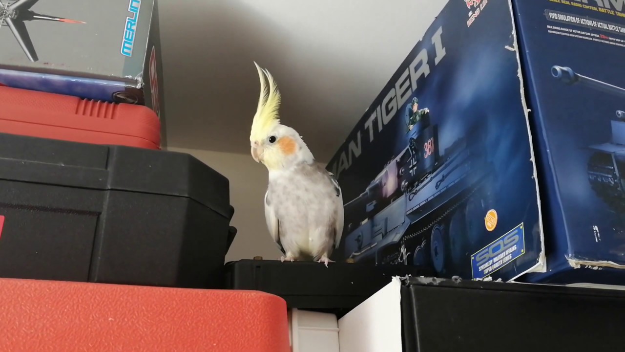 Cockatiel singing #34 