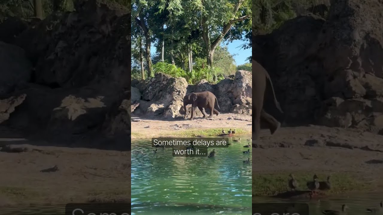 if the rhinos hadn’t stopped us, we would’ve missed this…