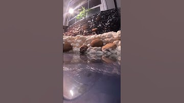 Building A Bioactive Reptile Terrarium (Part 1)