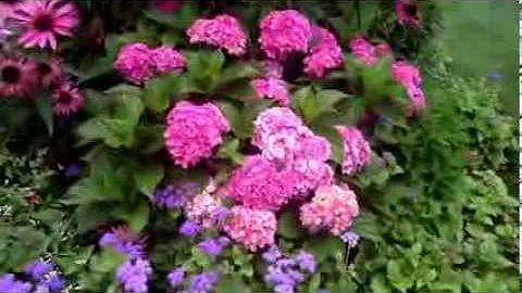 Hydrangea Forever & Ever® Together💜🧡//OUTSTANDING color on a compact variety! - DayDayNews