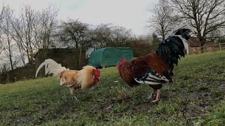 Swedish Flower Cockerel Fights Feral Cockerel