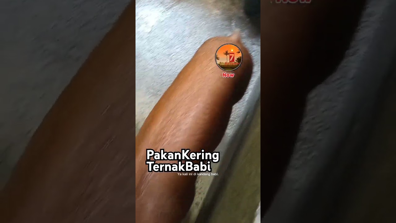 Pakan kering ternak babi, pabrikan campur alami. 