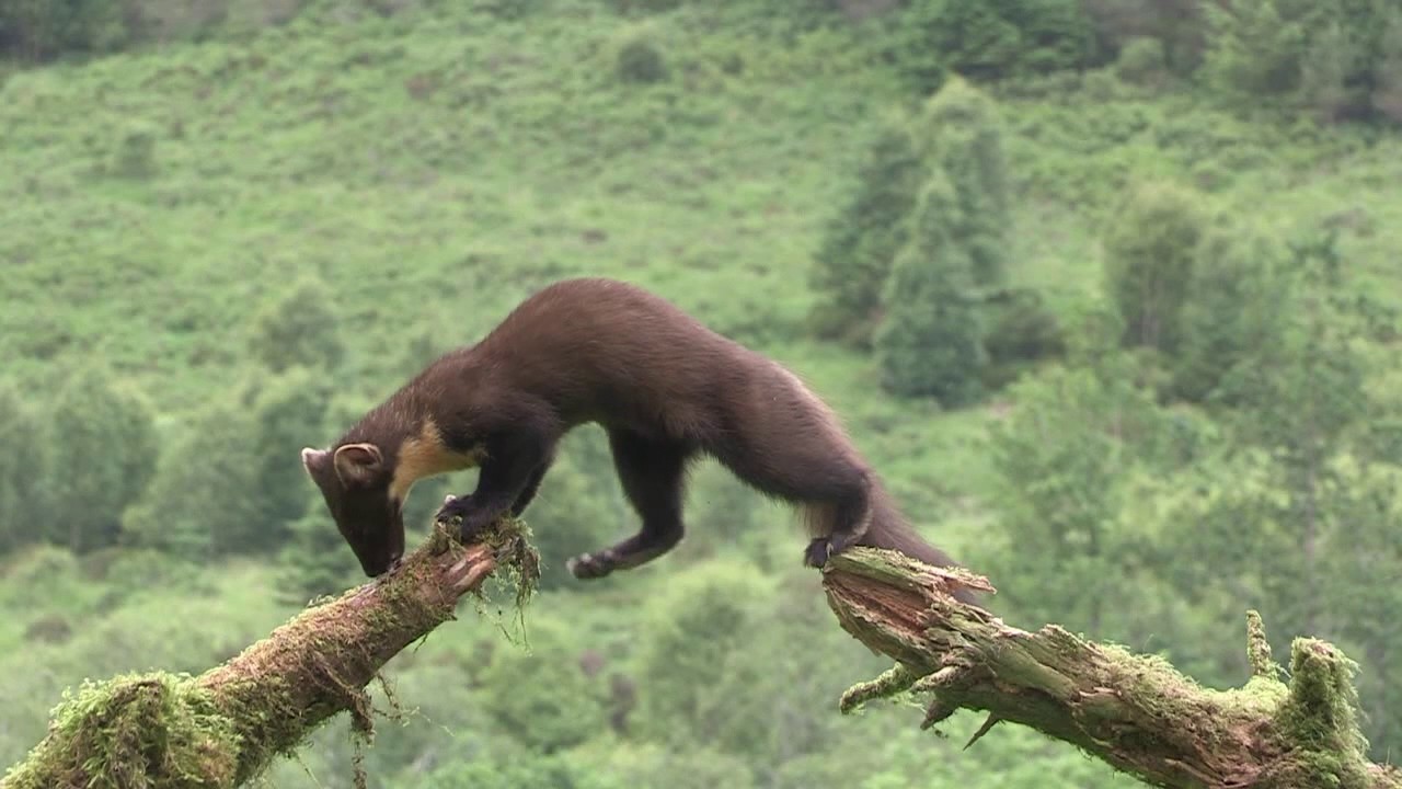 Pine marten feeding, balanced between two logs, Scotland, UK.