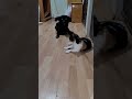 When the Puppy Bites the Cat’s Tail! 😹🐶 #trends #puppy #dogshorts #cats #catdog