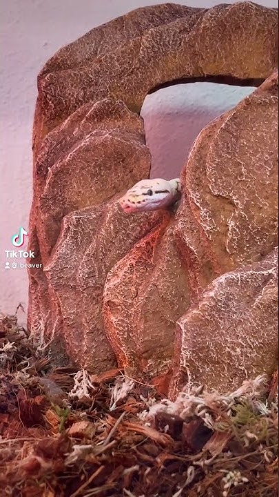 Cute Ball Python Yawning - YouTube
