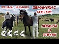 Нашли и купили лошадей на Кавказе | Александр Обжерин