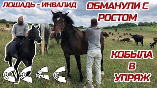 Нашли и купили лошадей на Кавказе | Александр Обжерин