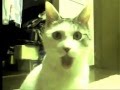 Famous WTF OMG Cat 2015 - The Surprised Kitty