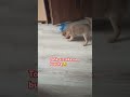 Tofik szczeka na butelkę 😁 #shorts #dog #funnydogs #funny #zwierzaki