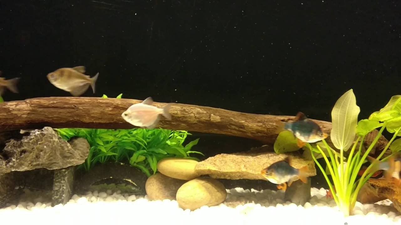 Sahyadria denisonii (Denison barb, Miss Kerala)