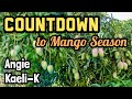 Countdown to mango season 2024  angie mango  kaelik mango