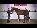 Lordswood Bernstein LS by Bonds / Quaterback - stallion born 2018 (ENG)