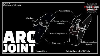 [RA-L/IROS] Anthropomorphic Rolling Contact joint with Kinematically Variable Torsional Stiffness