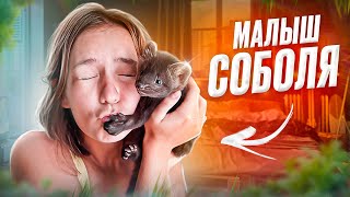 ВПЕРВЫЕ - Маленький СОБОЛЬ за 20.000 РУБЛЕЙ! Я в восторге!