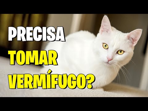 Vídeo: Os gatinhos precisam ser vermifugados?