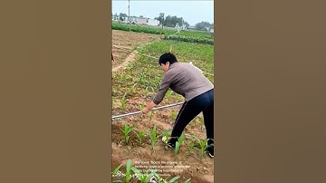 Fertilizing crops: people applying fertilizer to corn and taro plants in field
