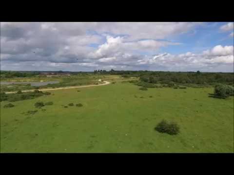Honeybee drones around
