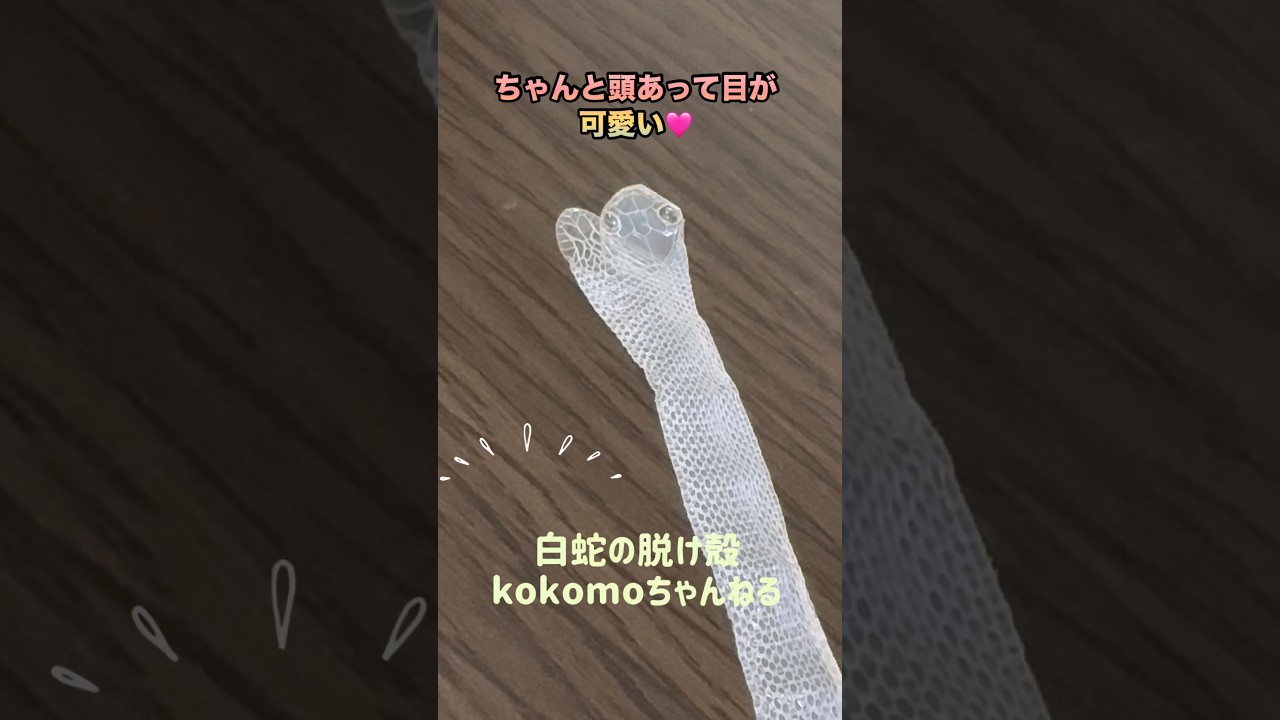 開運】これで商売繁盛！？新しくお迎えした白蛇の抜け殻をご紹介します