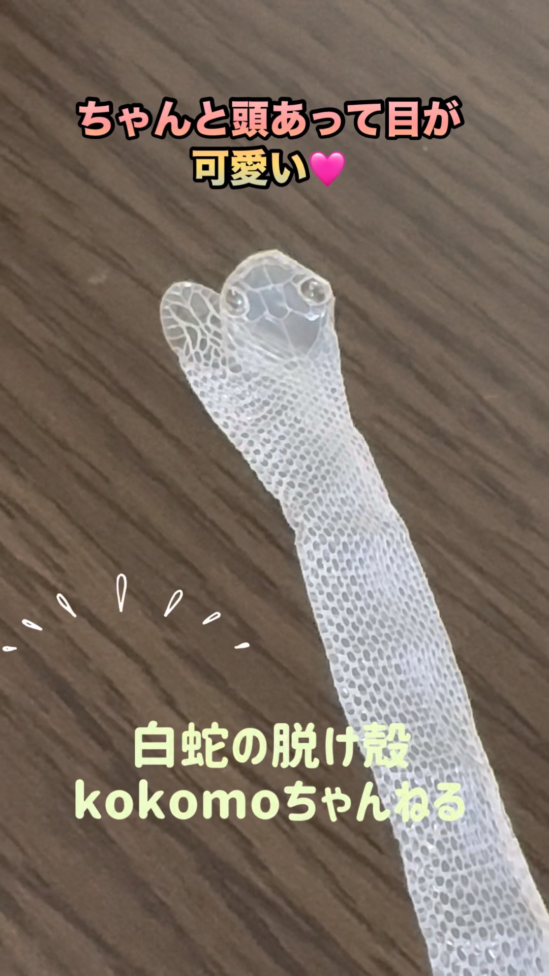60サイズ一杯分！白ヘビの抜け殻纏め売り 開運】これで商売繁盛！？新しくお迎えした白蛇の抜け殻をご紹介します
