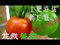 【渔耕笔记】番茄种植 | 盆栽 西红柿种植 大桶 阳台种番茄
