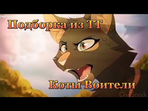 Тик ток коты воители