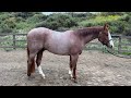 SOLD Breacher - 2019 Red Roan Gelding For Sale