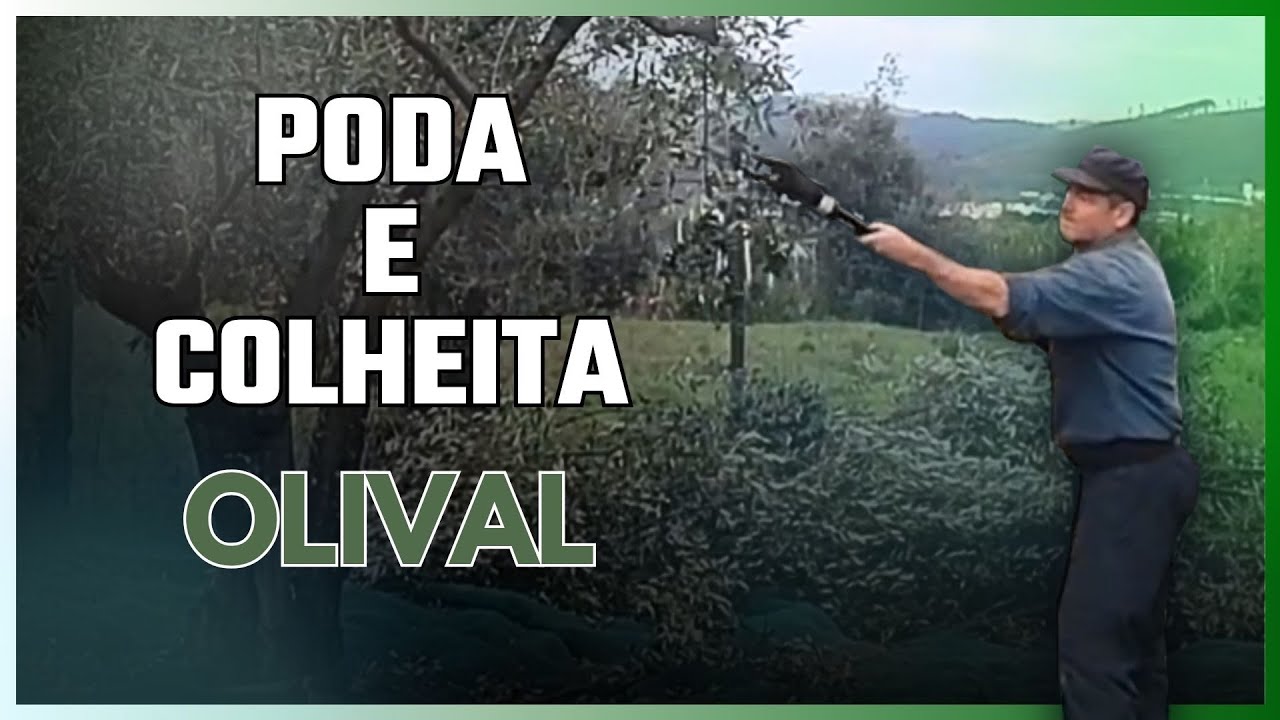 Poda de Oliveira e apanha de azeitona: Estratégia para um Olival Produtivo