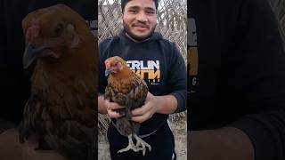 Nokia sounds work? #explore #smartphone #ringtone #nokia #fyp #shorts #farming #hen #chicken #fun
