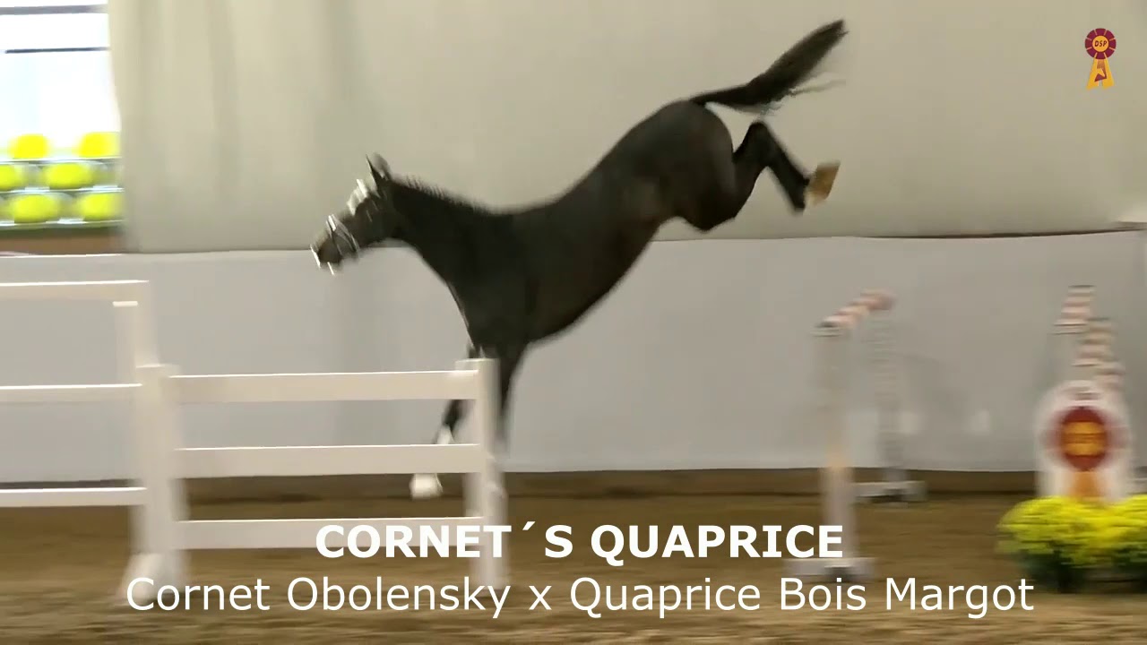 Quaprice Obolensky x Quaprice Bois Margot) YouTube