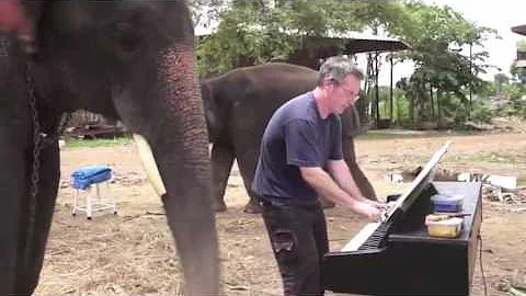 Peter The Elephant Plays The Piano With His Trunk Entirely Of His Own Accord