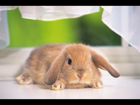 Video: Pérdida Total O Parcial Del Control Muscular En Conejos