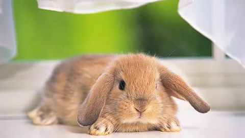 ¿Qué significa que un conejo se estire?