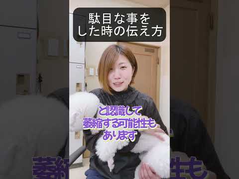 【犬種ビション】叱る時こんな事してない?#shorts