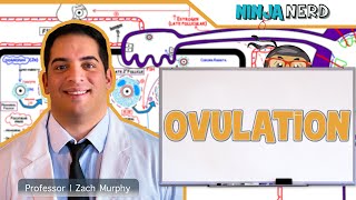 Female Reproductive Cycle | Ovulation